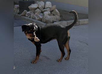 Ursa musste an der Kette leben
