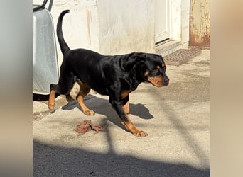 Ursa musste an der Kette leben