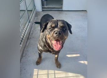 Jessy - liebe, sanfte Rottweiler-Hündin sucht Familie!