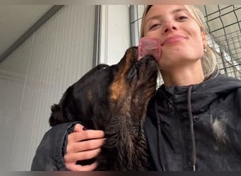 Jessy - liebe, sanfte Rottweiler-Hündin sucht Familie!