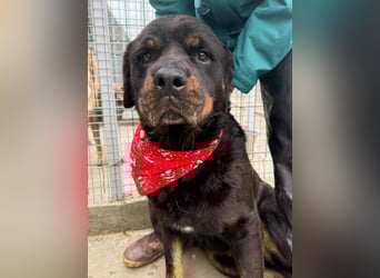 Jessy - liebe, sanfte Rottweiler-Hündin sucht Familie!