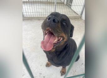 Jessy - liebe, sanfte Rottweiler-Hündin sucht Familie!