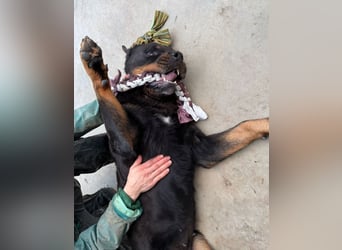 Jessy - liebe, sanfte Rottweiler-Hündin sucht Familie!