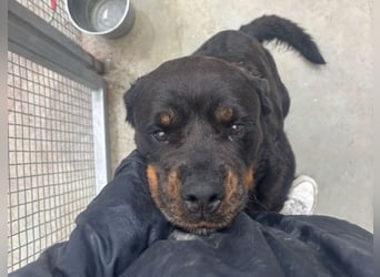 Jessy - liebe, sanfte Rottweiler-Hündin sucht Familie!