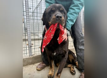 Jessy - liebe, sanfte Rottweiler-Hündin sucht Familie!