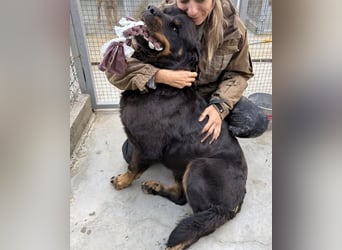 Jessy - liebe, sanfte Rottweiler-Hündin sucht Familie!