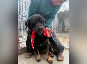 Jessy - liebe, sanfte Rottweiler-Hündin sucht Familie!
