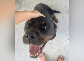 Jessy - liebe, sanfte Rottweiler-Hündin sucht Familie!