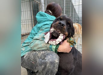 Jessy - liebe, sanfte Rottweiler-Hündin sucht Familie!