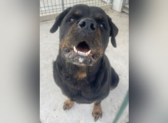 Jessy - liebe, sanfte Rottweiler-Hündin sucht Familie!