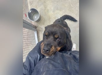 Jessy - liebe, sanfte Rottweiler-Hündin sucht Familie!