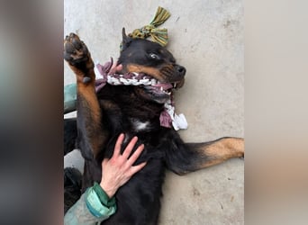 Jessy - liebe, sanfte Rottweiler-Hündin sucht Familie!