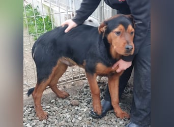 Bertone: trotz allem: er liebt Menschen über alles