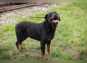 BALI - ich suche ein hundeerfahrenes Zuhause!