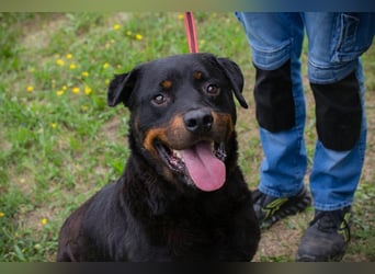 BALI - ich suche ein hundeerfahrenes Zuhause!