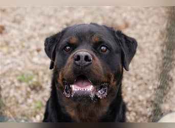 EDE - starker Typ sucht konsequente Führung mit Hundeerfahrung!