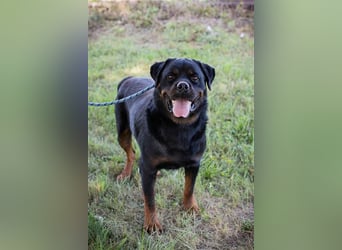 EDE - starker Typ sucht konsequente Führung mit Hundeerfahrung!