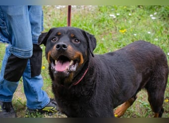 BALI - ich suche ein hundeerfahrenes Zuhause!