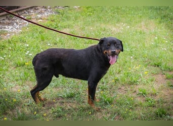 BALI - ich suche ein hundeerfahrenes Zuhause!