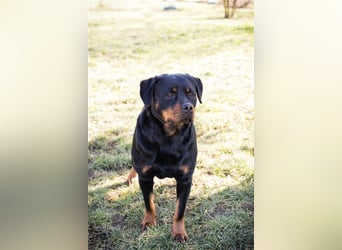 EDE - starker Typ sucht konsequente Führung mit Hundeerfahrung!