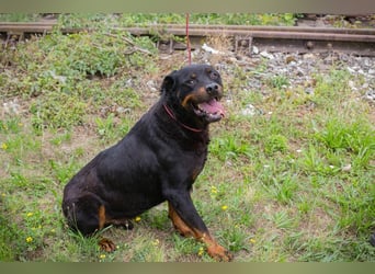 BALI - ich suche ein hundeerfahrenes Zuhause!