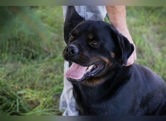 EDE - starker Typ sucht konsequente Führung mit Hundeerfahrung!
