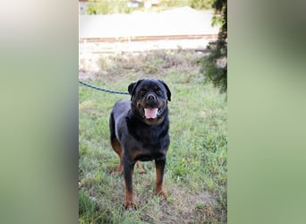 EDE - starker Typ sucht konsequente Führung mit Hundeerfahrung!