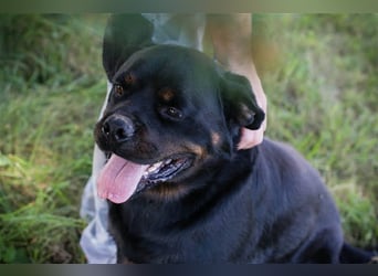 EDE - starker Typ sucht konsequente Führung mit Hundeerfahrung!