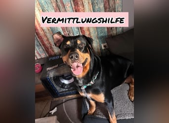 Vermittlungshilfe für Mailo❤️