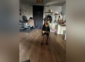 Vermittlungshilfe für Mailo❤️