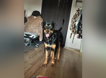 Vermittlungshilfe für Mailo❤️