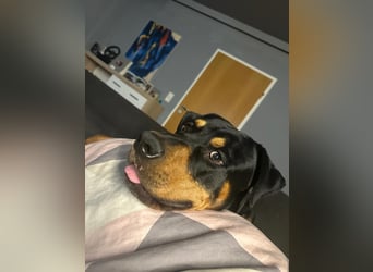 Vermittlungshilfe für Mailo❤️