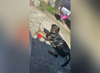 Vermittlungshilfe für Mailo❤️