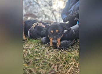 Rocky - verschmuster Rottweiler-Mix-Rüde sucht ein Zuhause