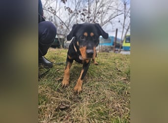 Rocky - verschmuster Rottweiler-Mix-Rüde sucht ein Zuhause