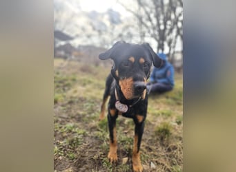 Rocky - verschmuster Rottweiler-Mix-Rüde sucht ein Zuhause
