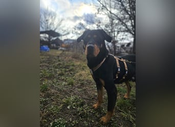 Rocky - verschmuster Rottweiler-Mix-Rüde sucht ein Zuhause