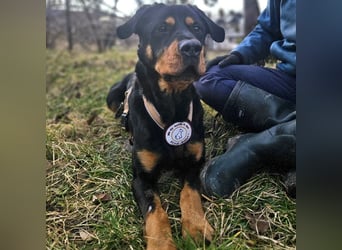 Rocky - verschmuster Rottweiler-Mix-Rüde sucht ein Zuhause