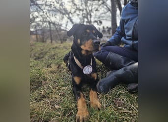 Rocky - verschmuster Rottweiler-Mix-Rüde sucht ein Zuhause