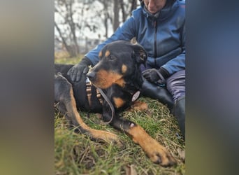 Rocky - verschmuster Rottweiler-Mix-Rüde sucht ein Zuhause