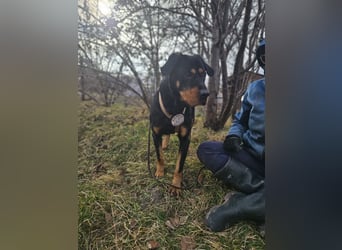 Rocky - verschmuster Rottweiler-Mix-Rüde sucht ein Zuhause