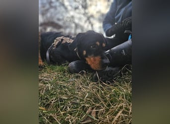 Rocky - verschmuster Rottweiler-Mix-Rüde sucht ein Zuhause