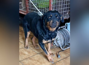 Kelly - lernwillig, verschmust und freundlich