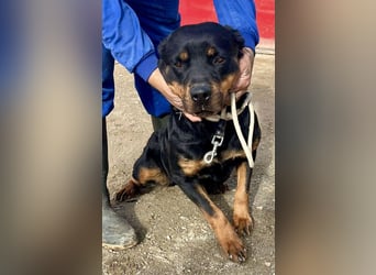 Kelly - lernwillig, verschmust und freundlich