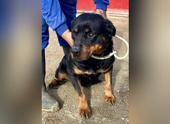 Kelly - lernwillig, verschmust und freundlich