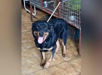 Kelly - lernwillig, verschmust und freundlich