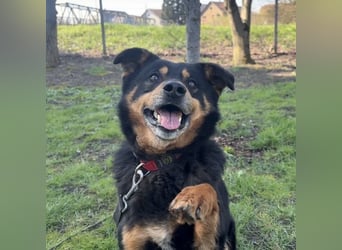 Rex ein gutmütiger Rüde