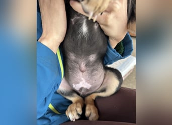 Roco ein kleiner sanfter Engel