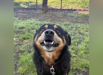 Rex ein gutmütiger Rüde