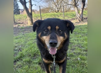 Rex ein gutmütiger Rüde